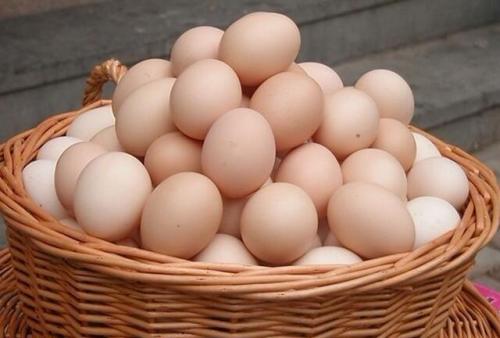 朝阳县鸡蛋供应，翼浓肉鸡养殖