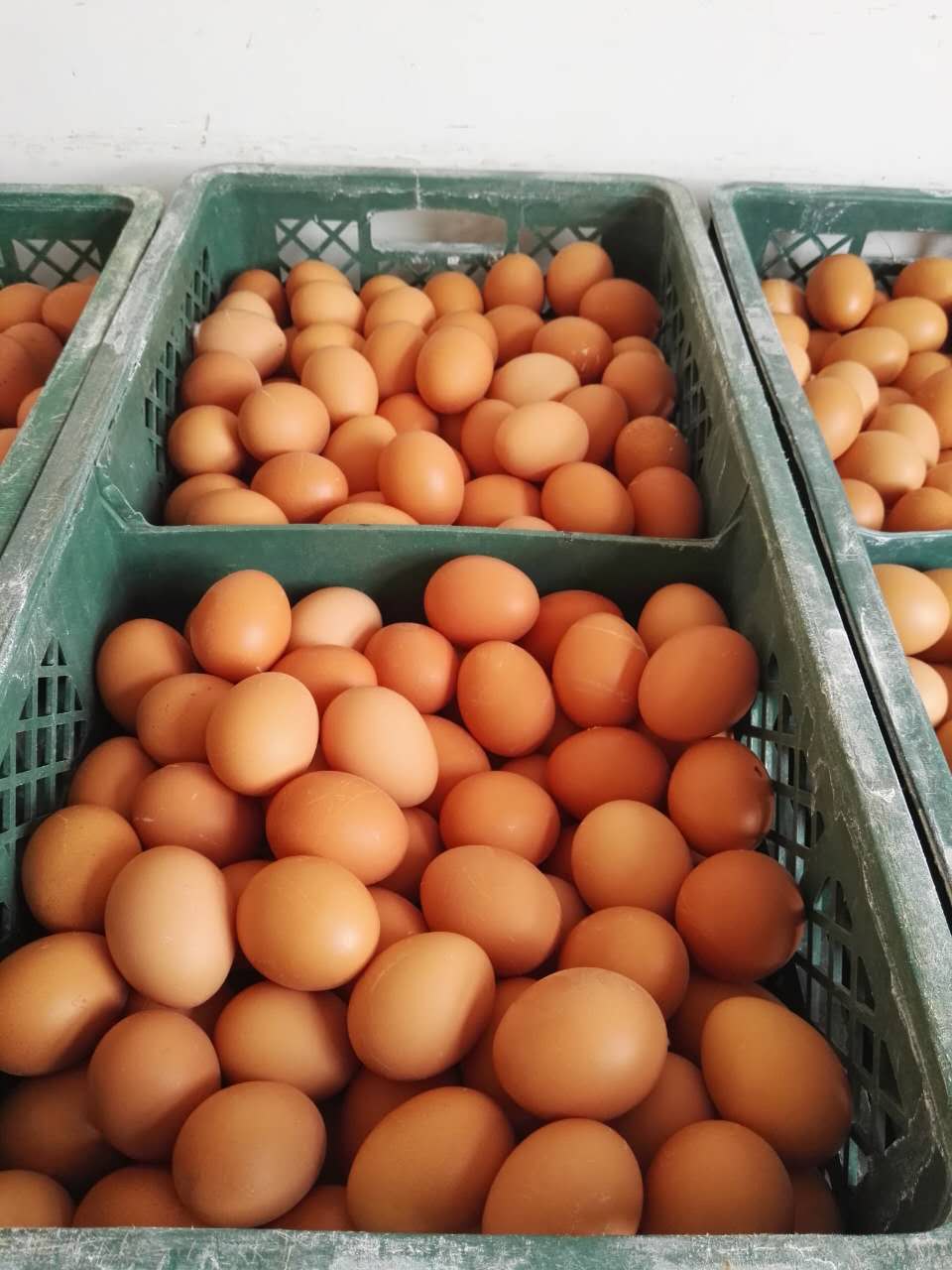 威海乳山鸡蛋的微营养素