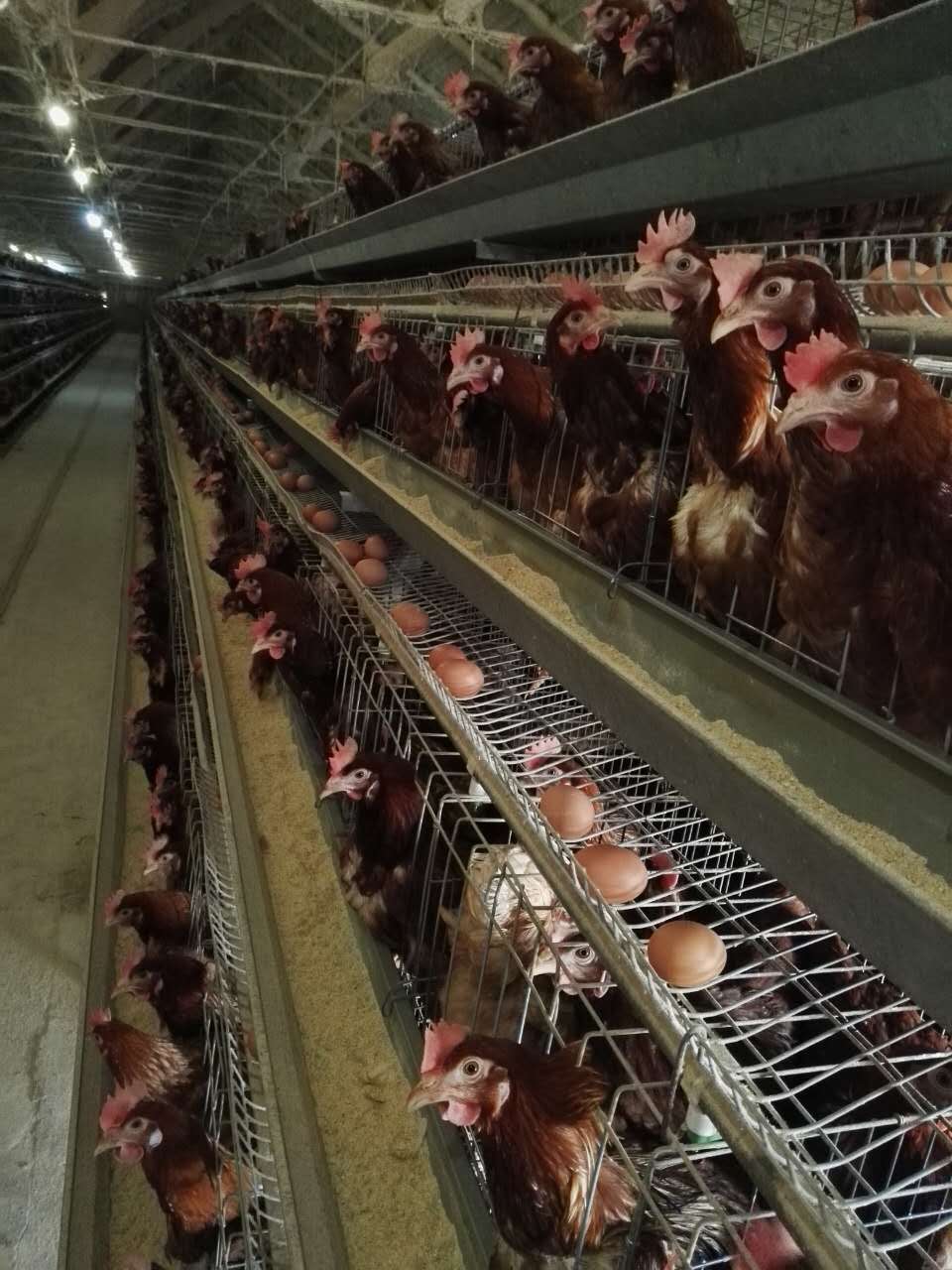 山东威海蛋鸡养殖的管理因素