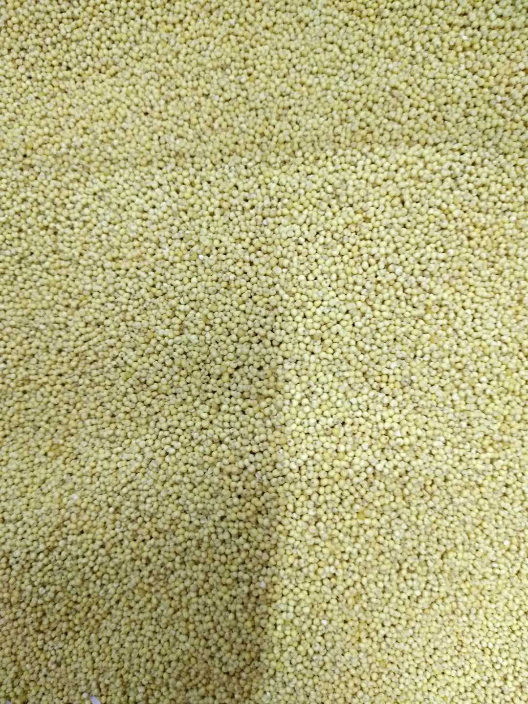 山东莱州黄豆的营养价值