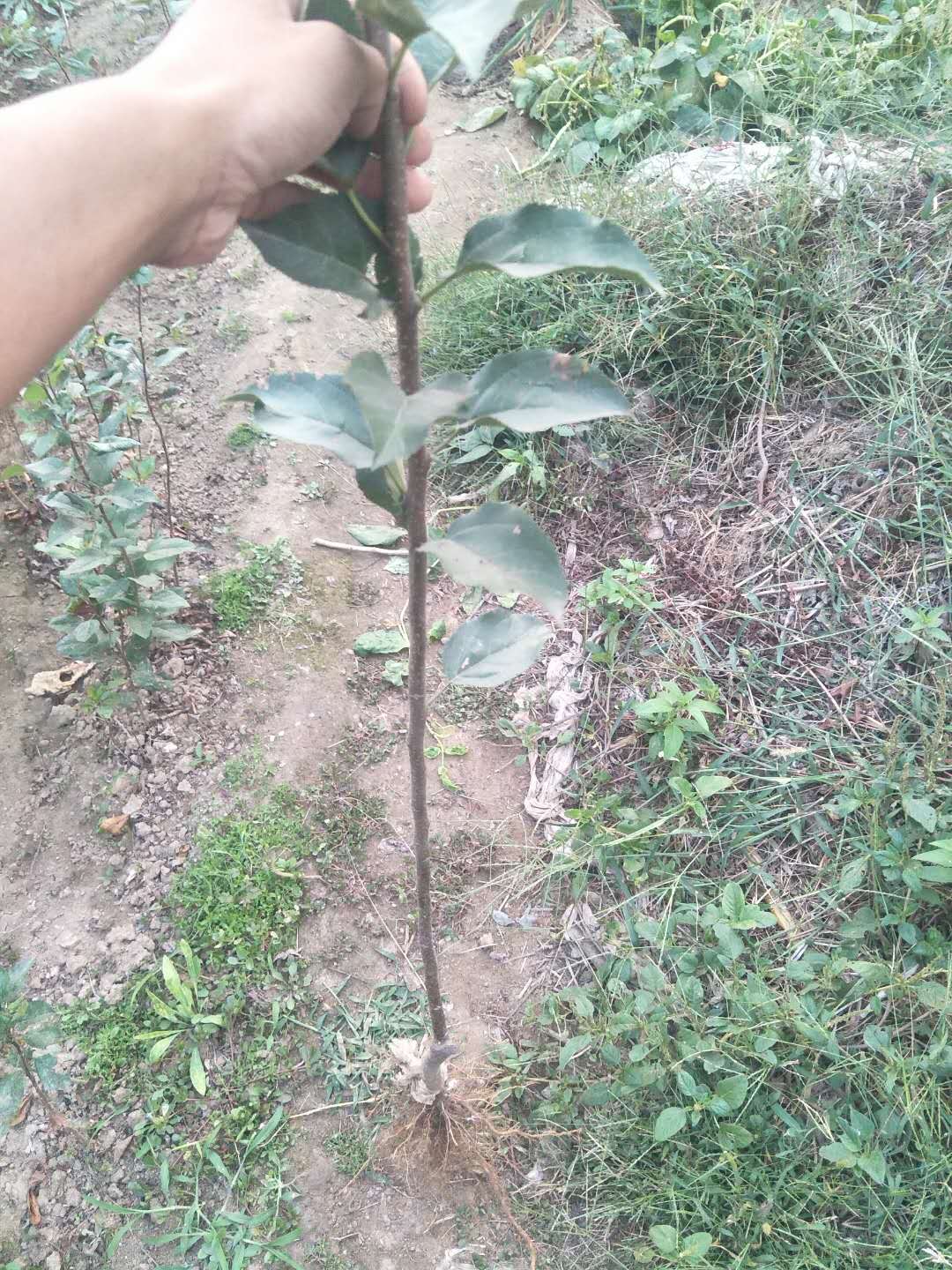 实生苹果苗价格 原生苹果苗 不嫁接苹果苗