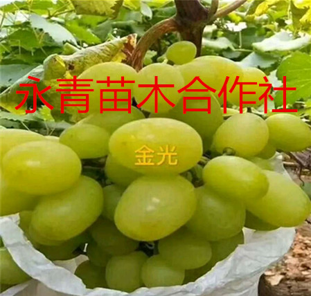 金光葡萄苗价格 金光葡萄苗基地介绍