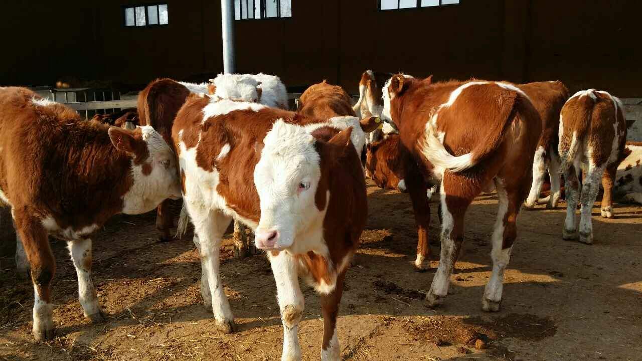 西门塔尔牛犊养殖 用优农康微生态饲料添加剂