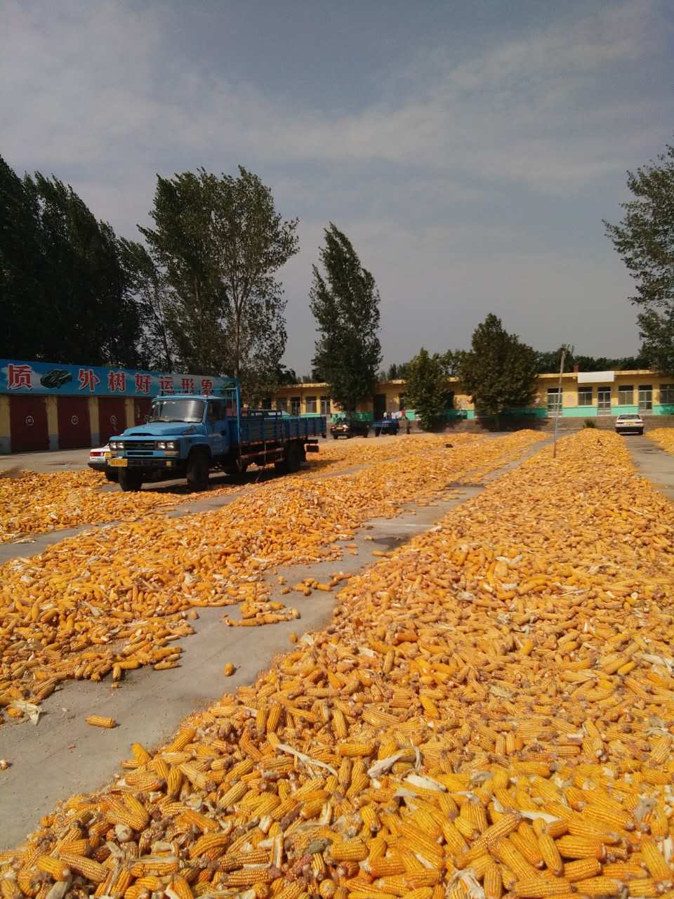 郯城县玉米种植基地