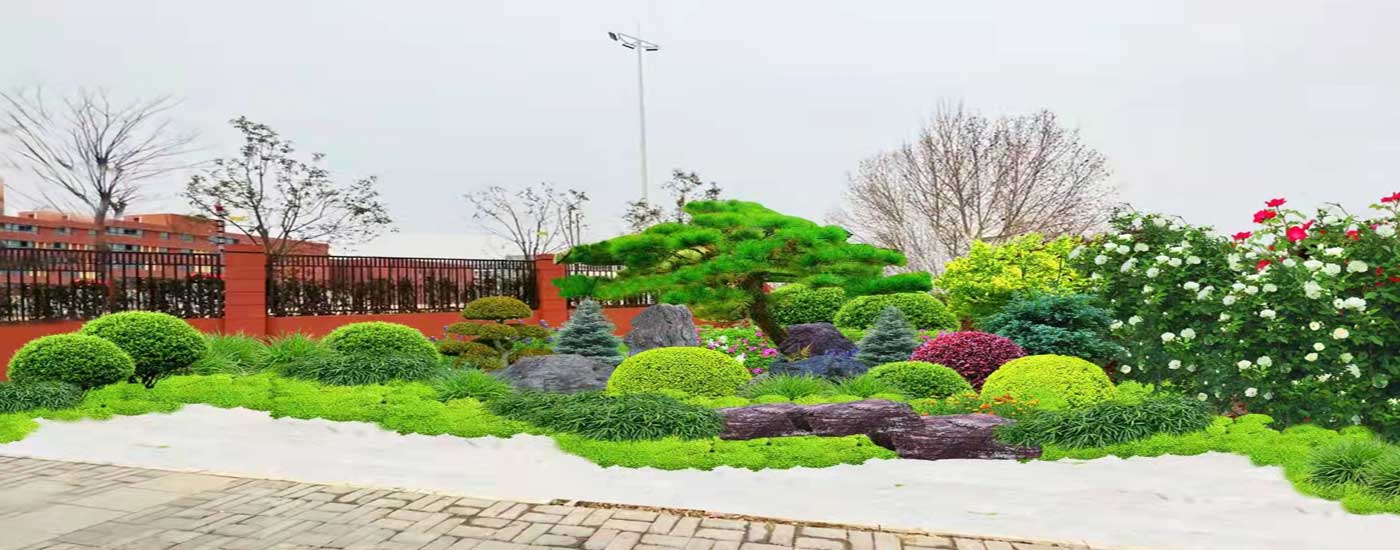 绿植租赁 大型植物价格 绿植租赁 大型植物价格