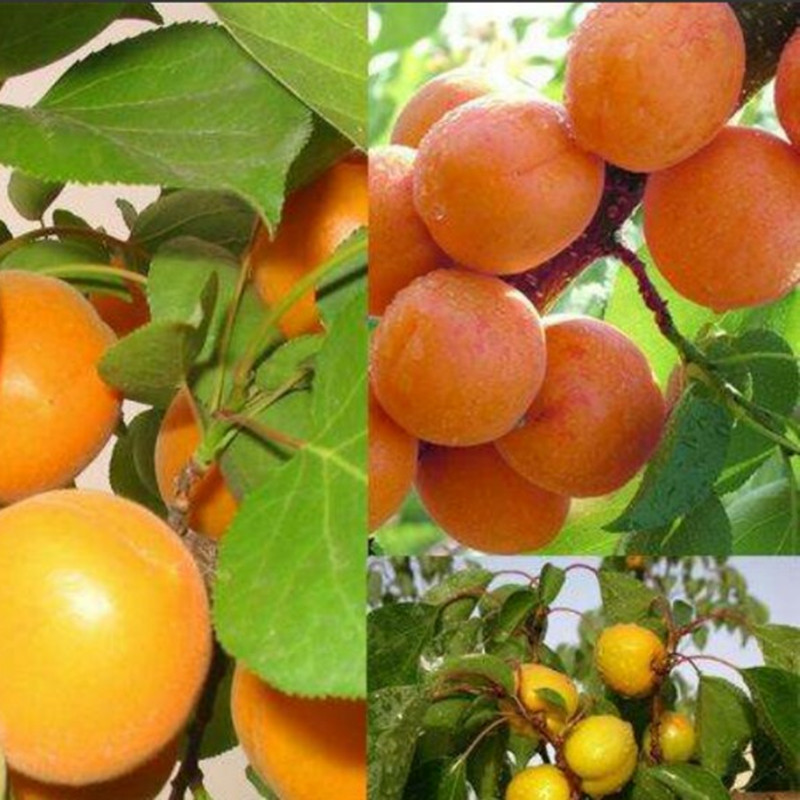 晚熟杏树苗品种 晚熟杏树苗价格