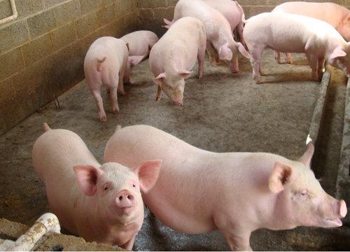 育肥猪料价格行情走势 用优农康饲喂料肉比低