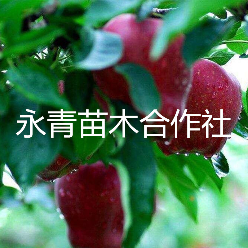 M9T337矮化砧木苹果苗价格价格一棵