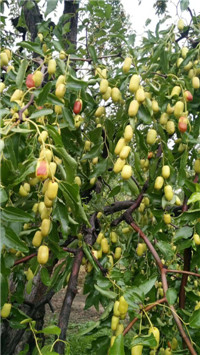 马牙枣苗2-3公分批发-滨州2公分冬枣苗种植基地