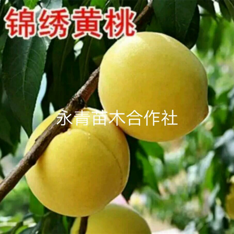 黄桃桃树苗品种 黄蟠桃桃树苗品种