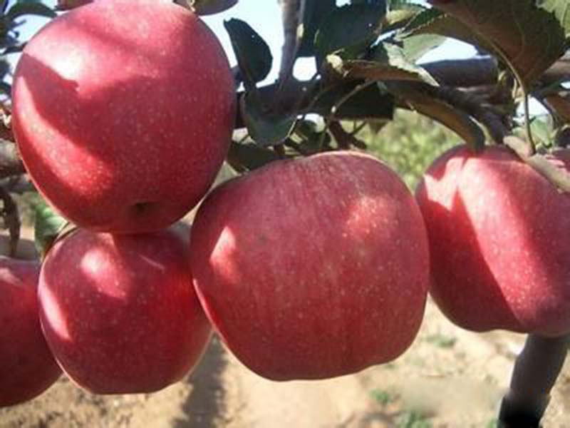一边倒果树苗木专业供应苹果苗——一边倒果树苗木基地