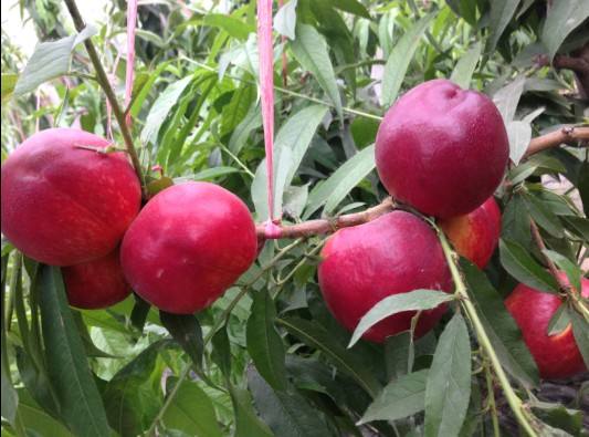 油桃苗树苗新品种、满枝红油桃树苗、油桃苗树苗价格