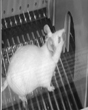 大鼠穿梭实验箱 穿梭视频分析系统 避暗实验视频分析系统