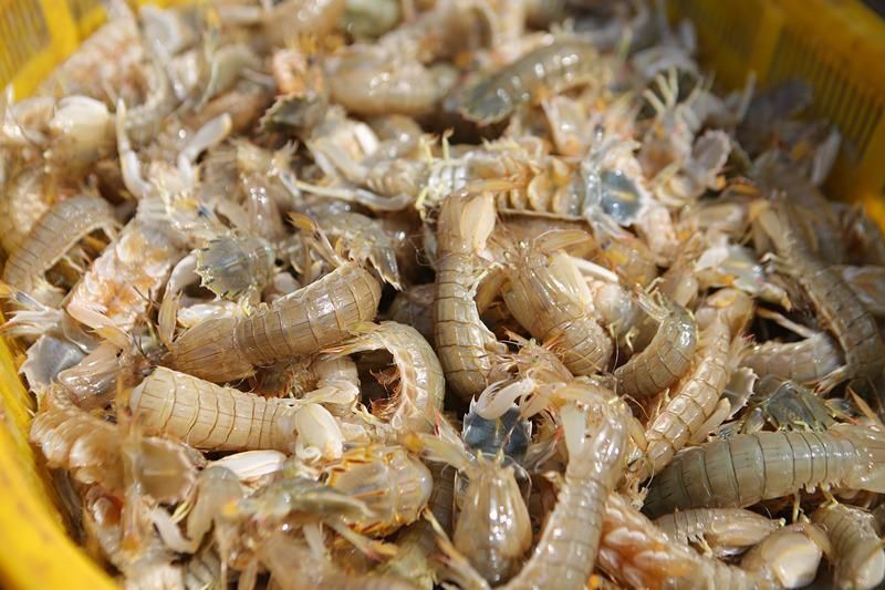 威海海龙虾采购 冰鲜海龙虾货源