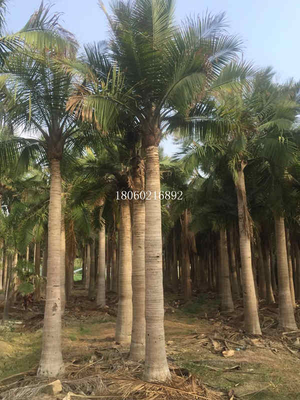 贵州国王椰子出售，贵州国王椰子棕榈树，贵州有国王椰子