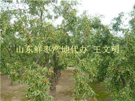 枣树苗 冬枣苗 占地枣树苗 包成活后期免费提供技术