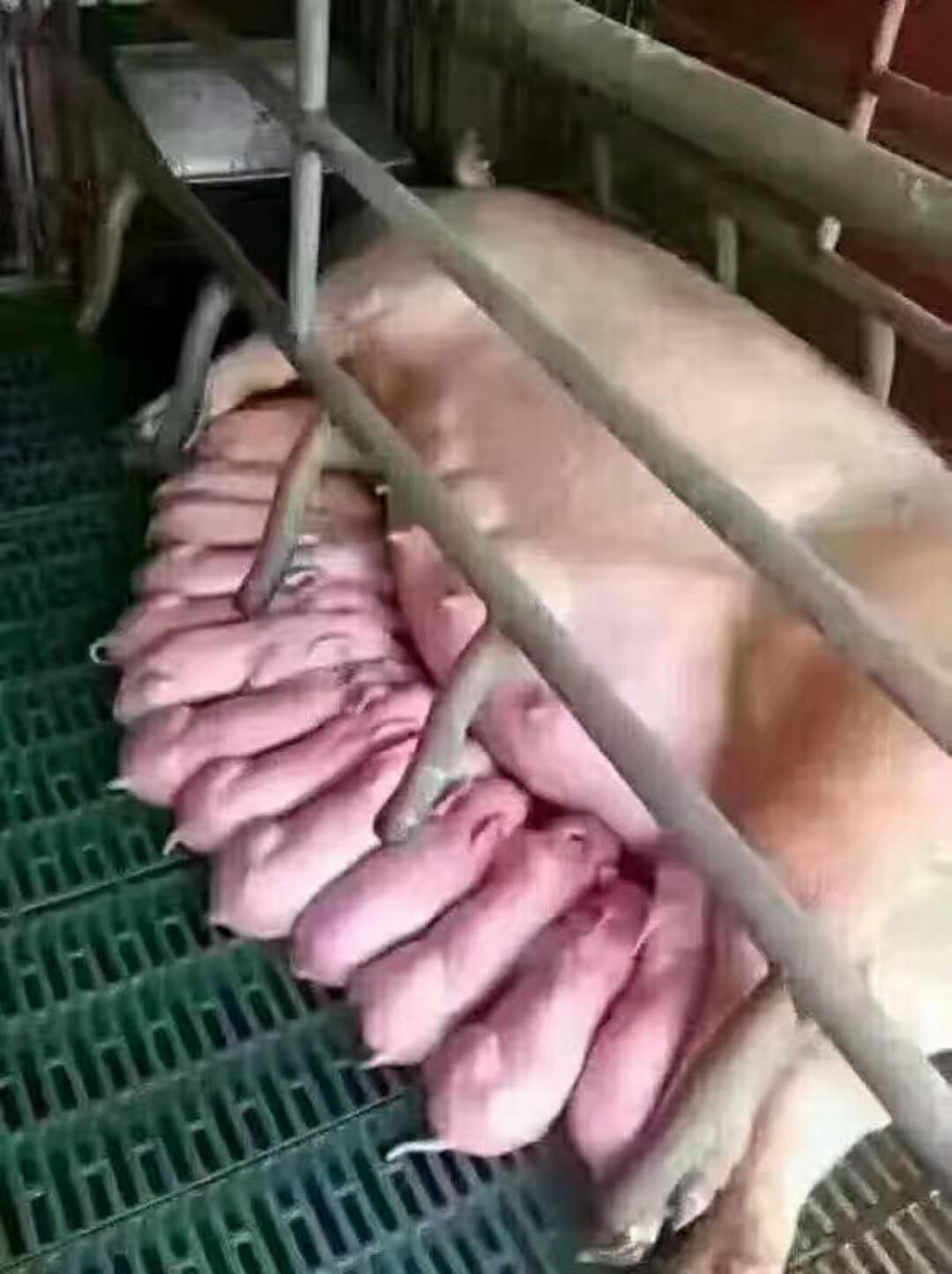 鄄城县养猪场