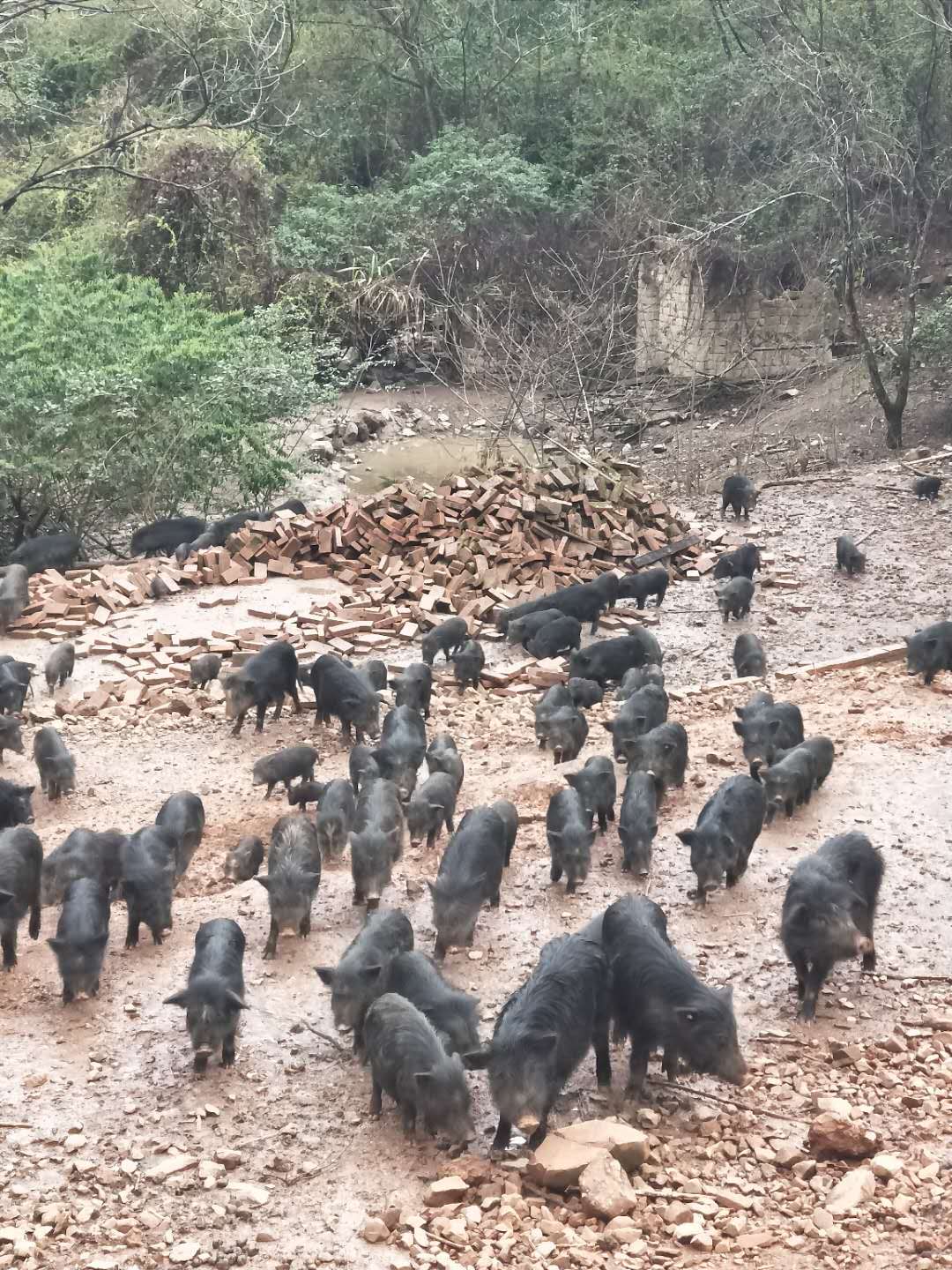 湖南常德藏香猪种猪养殖场 养殖香猪可以吗