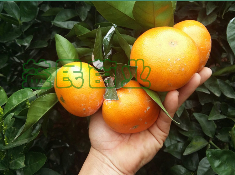 果树苗 南方果苗 茂谷柑桔树苗 橘子苗 中国台湾柑桔新品种盆栽苗
