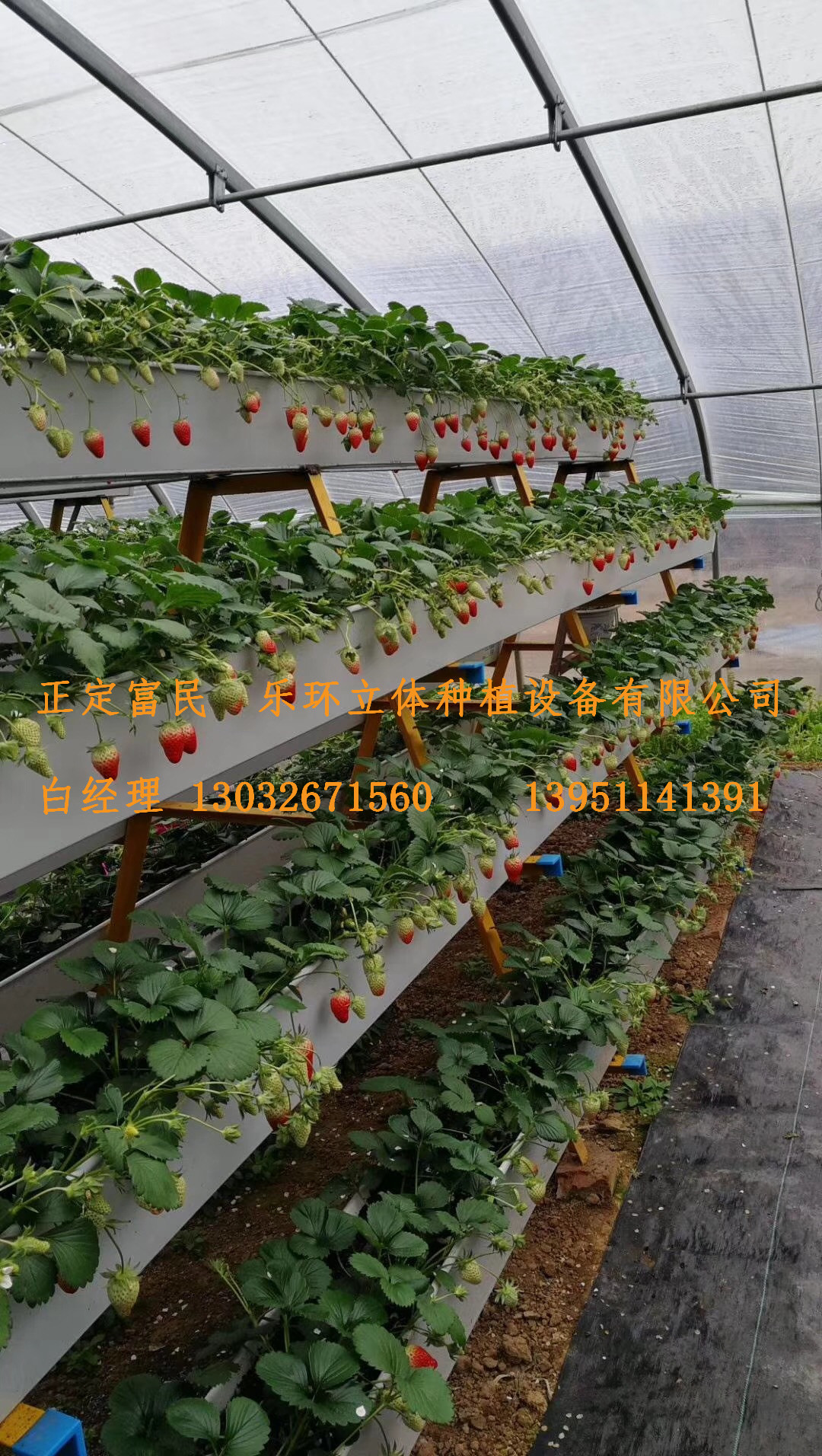 草莓育苗槽，蓝莓种植槽，无土栽培槽，草莓种植槽