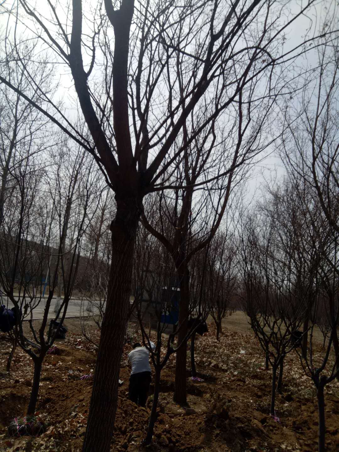 济南市长清区鸿兴苗木种植专业合作社