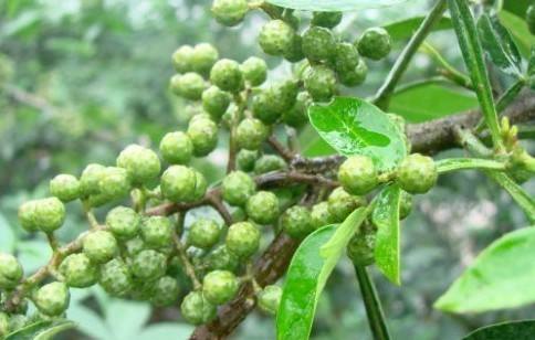 简阳九叶青花椒苗基地，简阳九叶青花椒苗价格