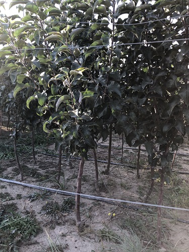 寒富苹果树苗2-5年寒富小树 南北方均可种植