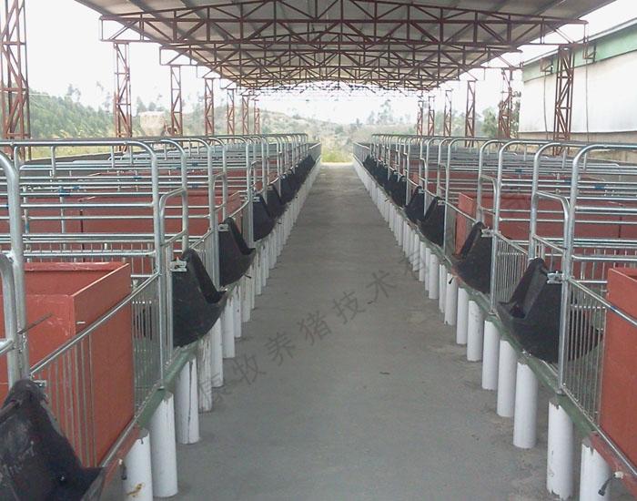 广东母猪定位栏，母猪产床，养猪设备母猪定位栏厂家批发