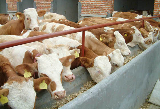 西门塔尔牛价格|忻州兴牧源业