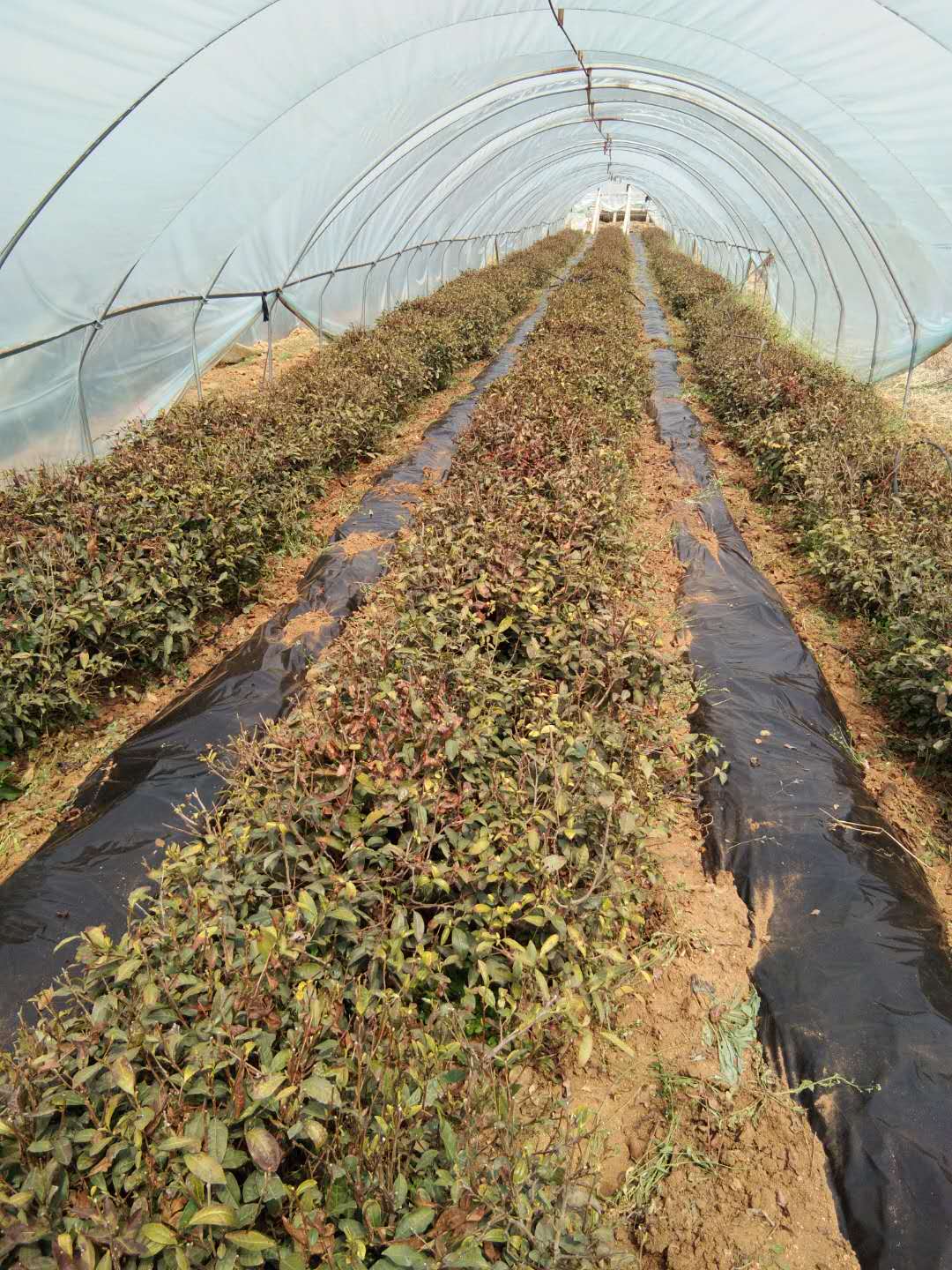 泰安市岱岳区茶叶种植