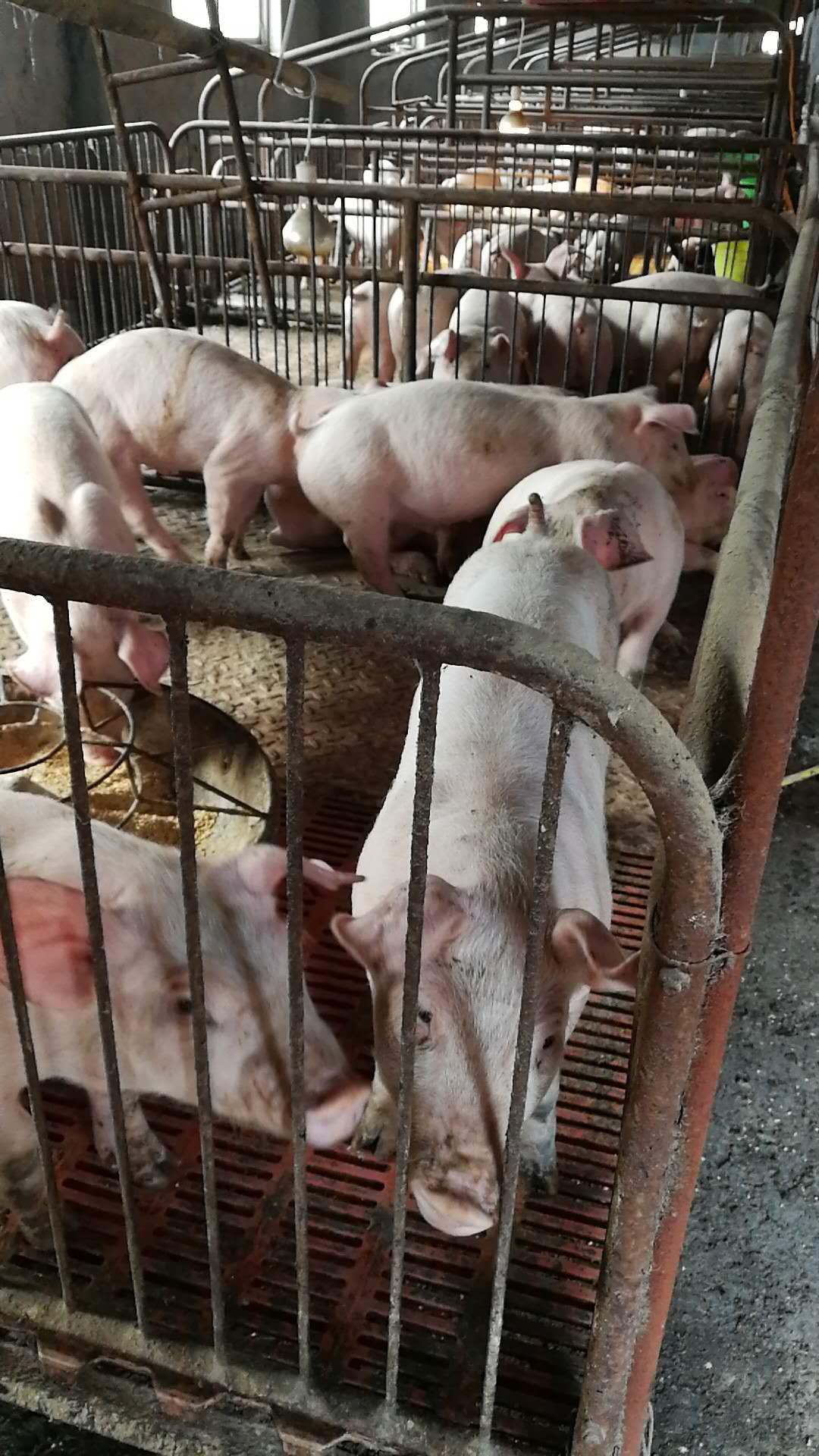 金乡县胡集镇猪养殖