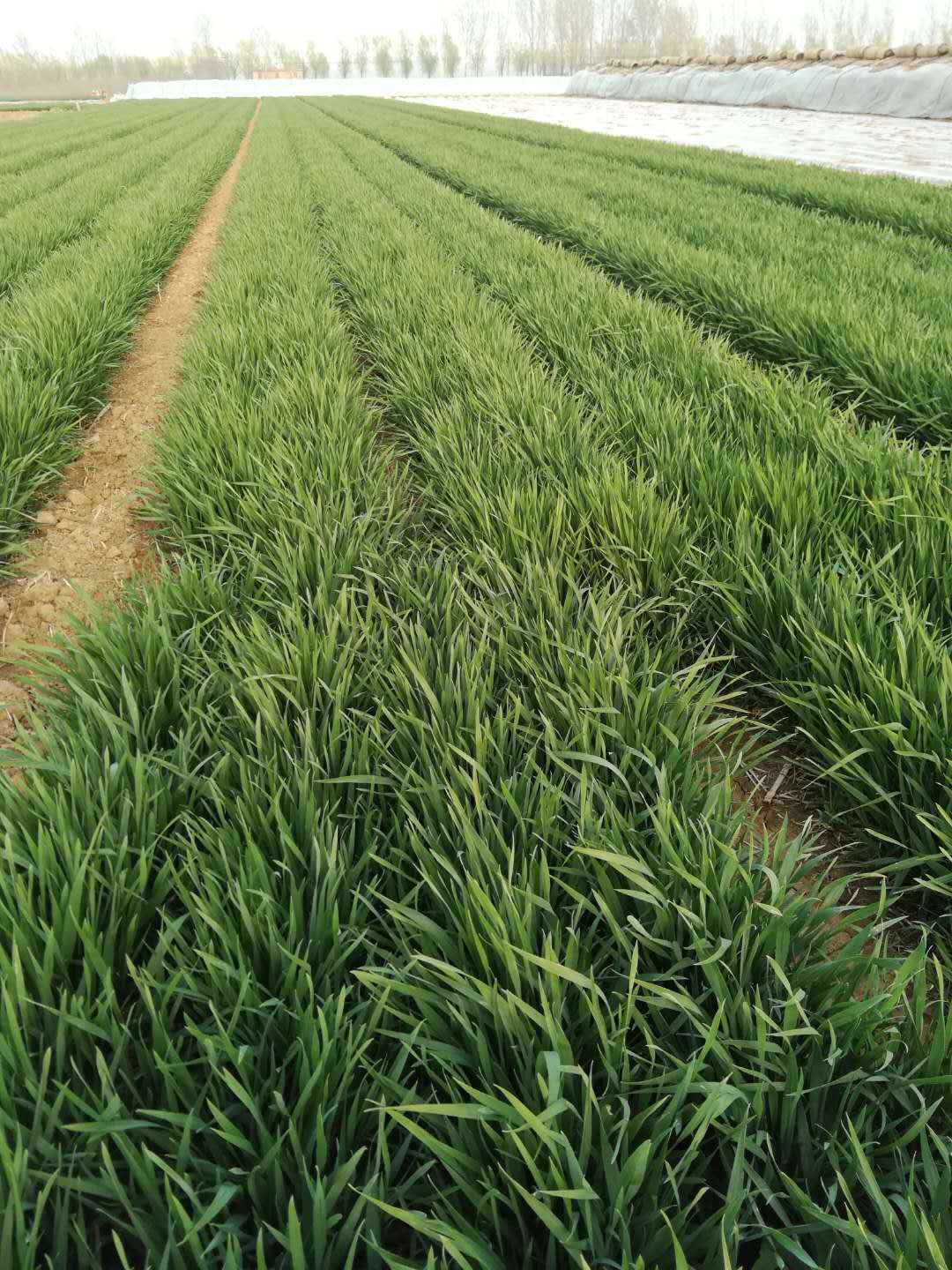 肥城市小麦种植基地