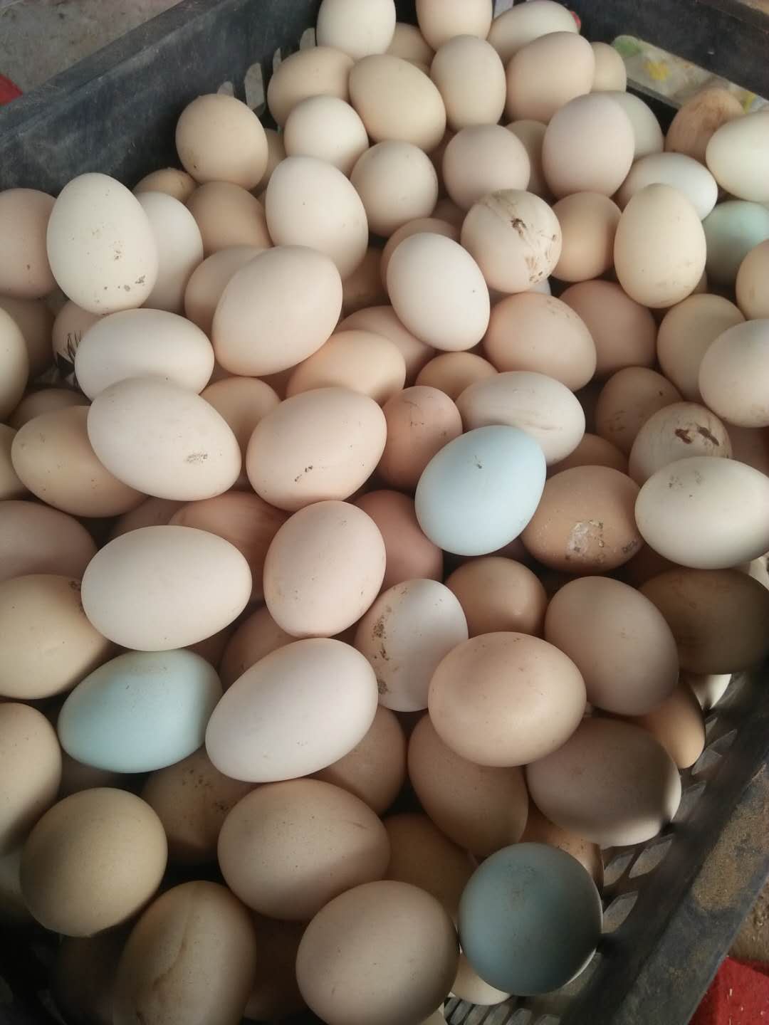 鸡蛋销售_商河县兴旺土鸡养殖场