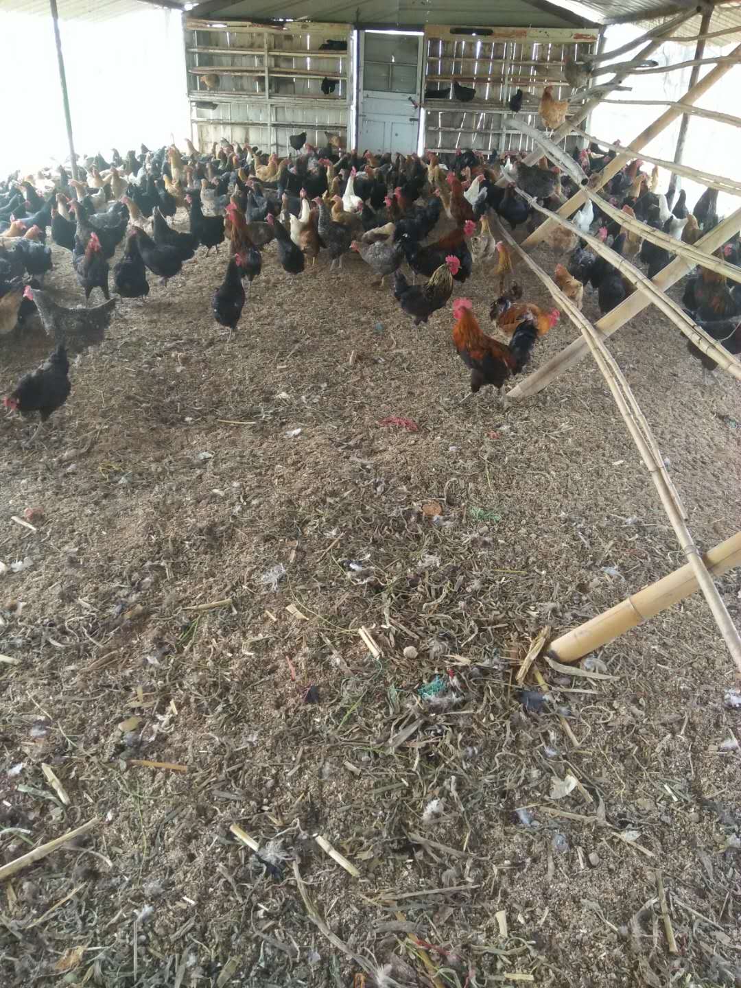 商河县土鸡养鸡场