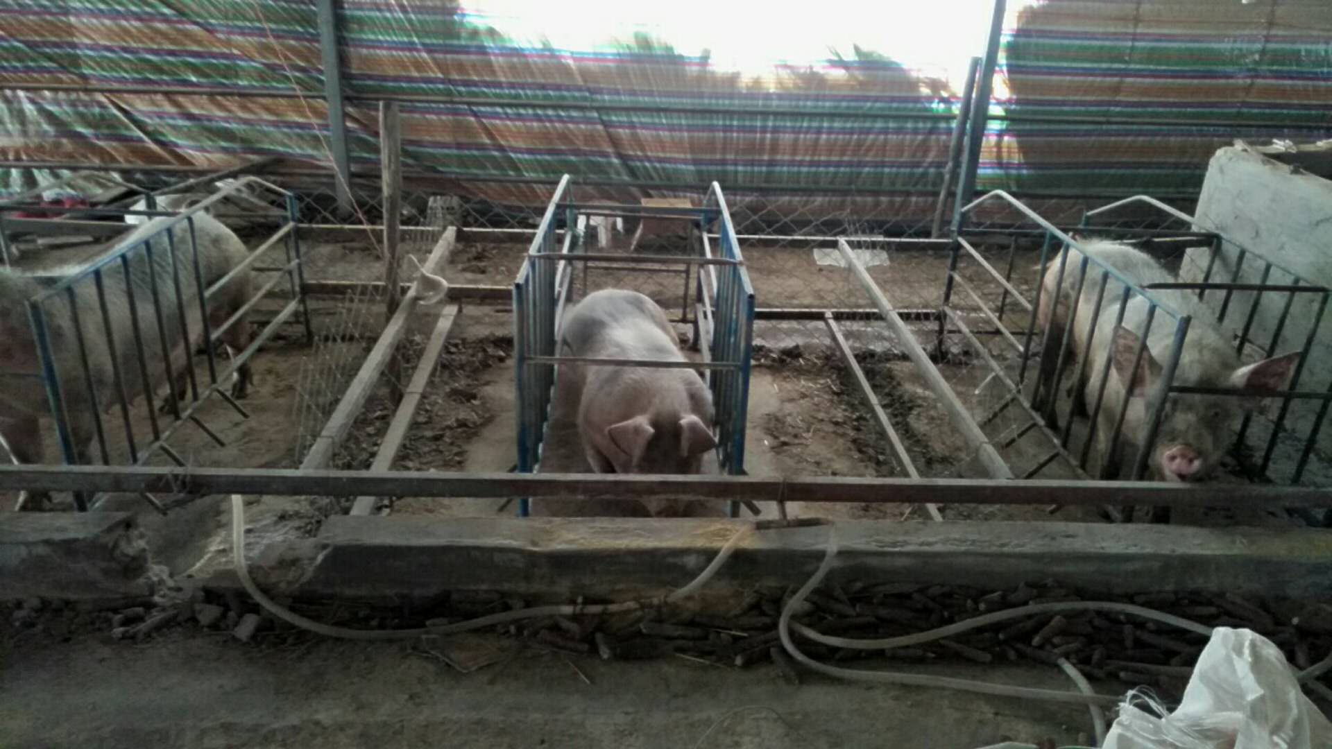 猪养殖
