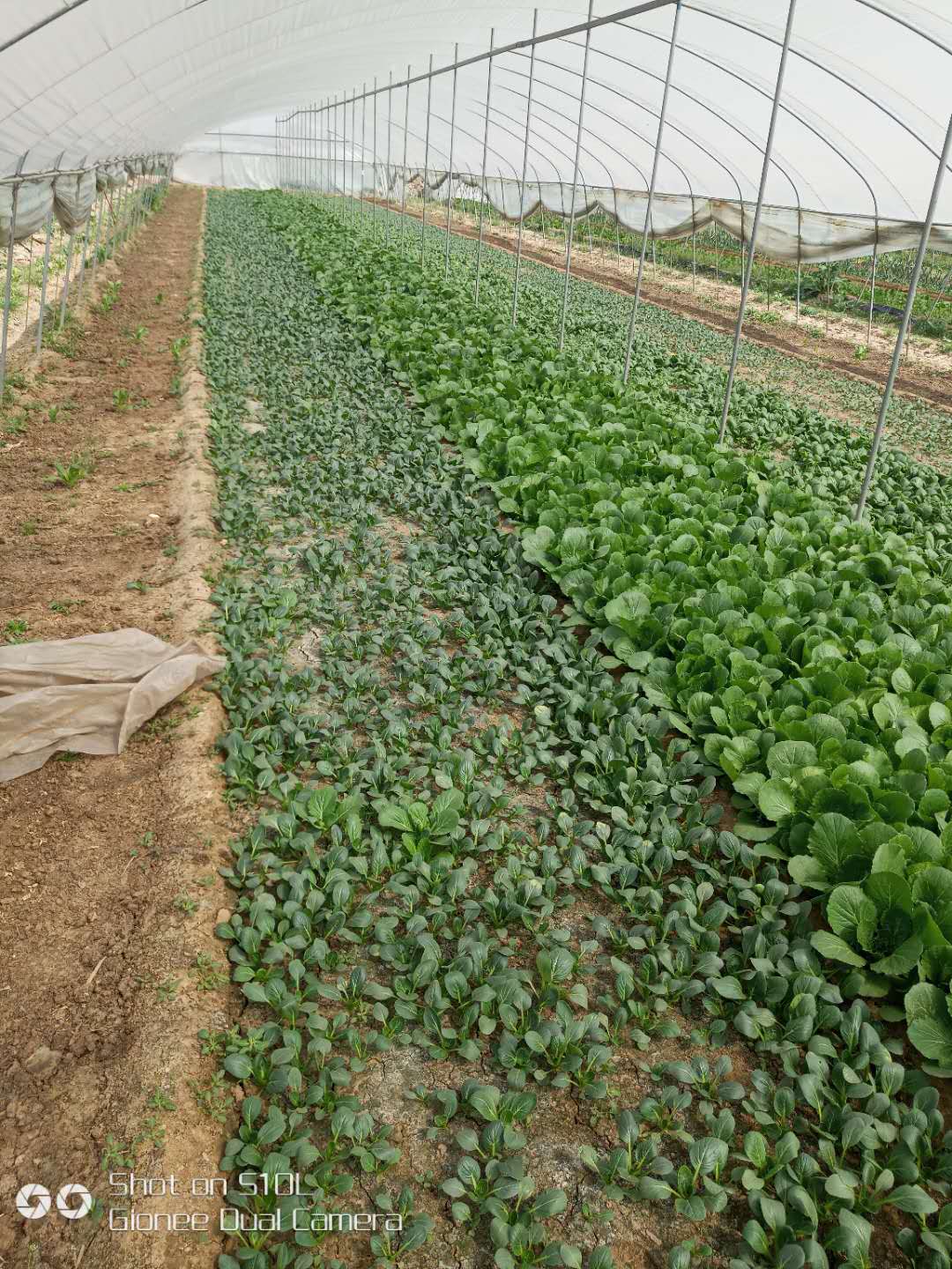 滨州蔬菜种植