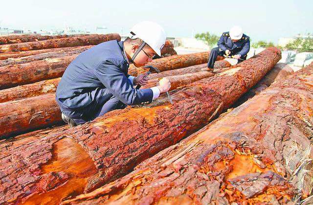 加蓬铁木豆进口代理报关要多少费用 上海洋山港木材报关公司