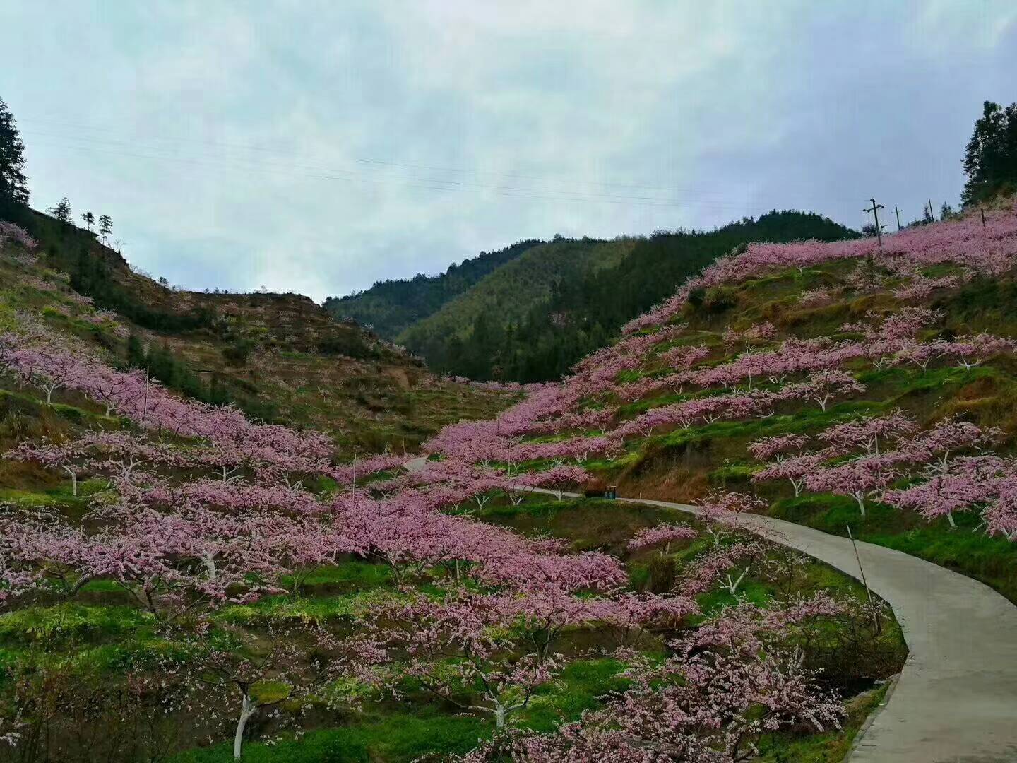 湖南炎陵黄桃苗 炎陵较大的育苗基地