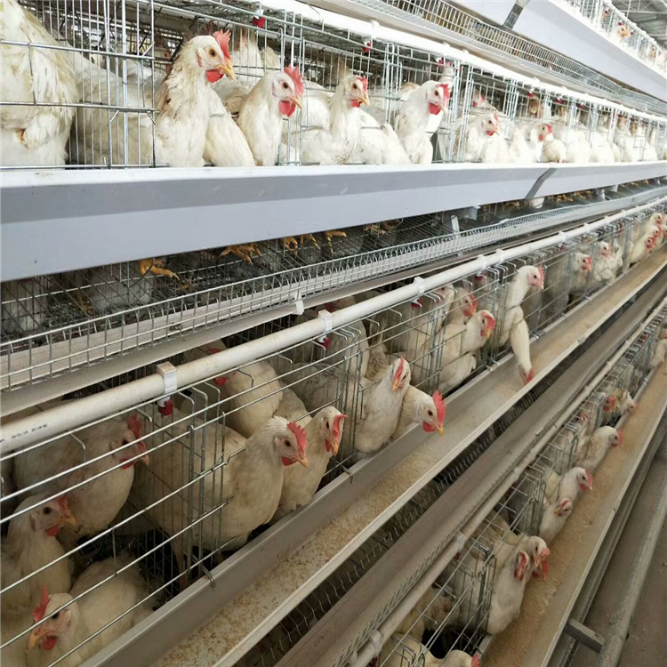 厂家热销市场需求蛋鸡笼养设备层叠蛋鸡笼规模化环保设备