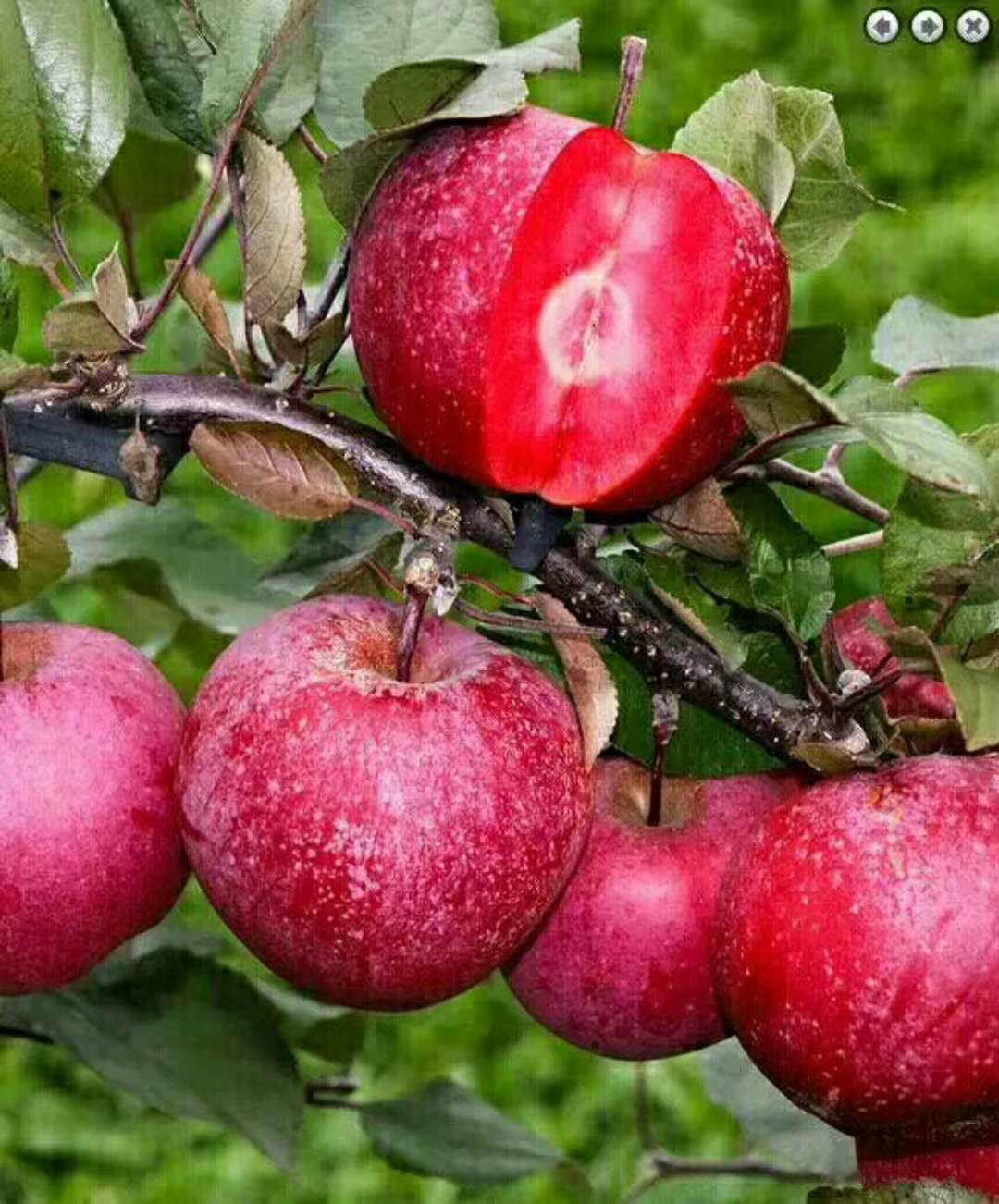供应山东泰安苹果产地|供应烟富3—6号|岱岳苹果苗|泰安岱岳苹果苗