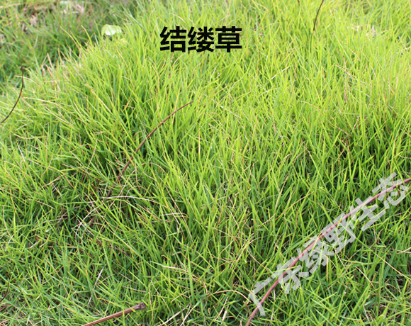 广东绿**态科技大量供应销售草种，灌木种子，绿化草籽