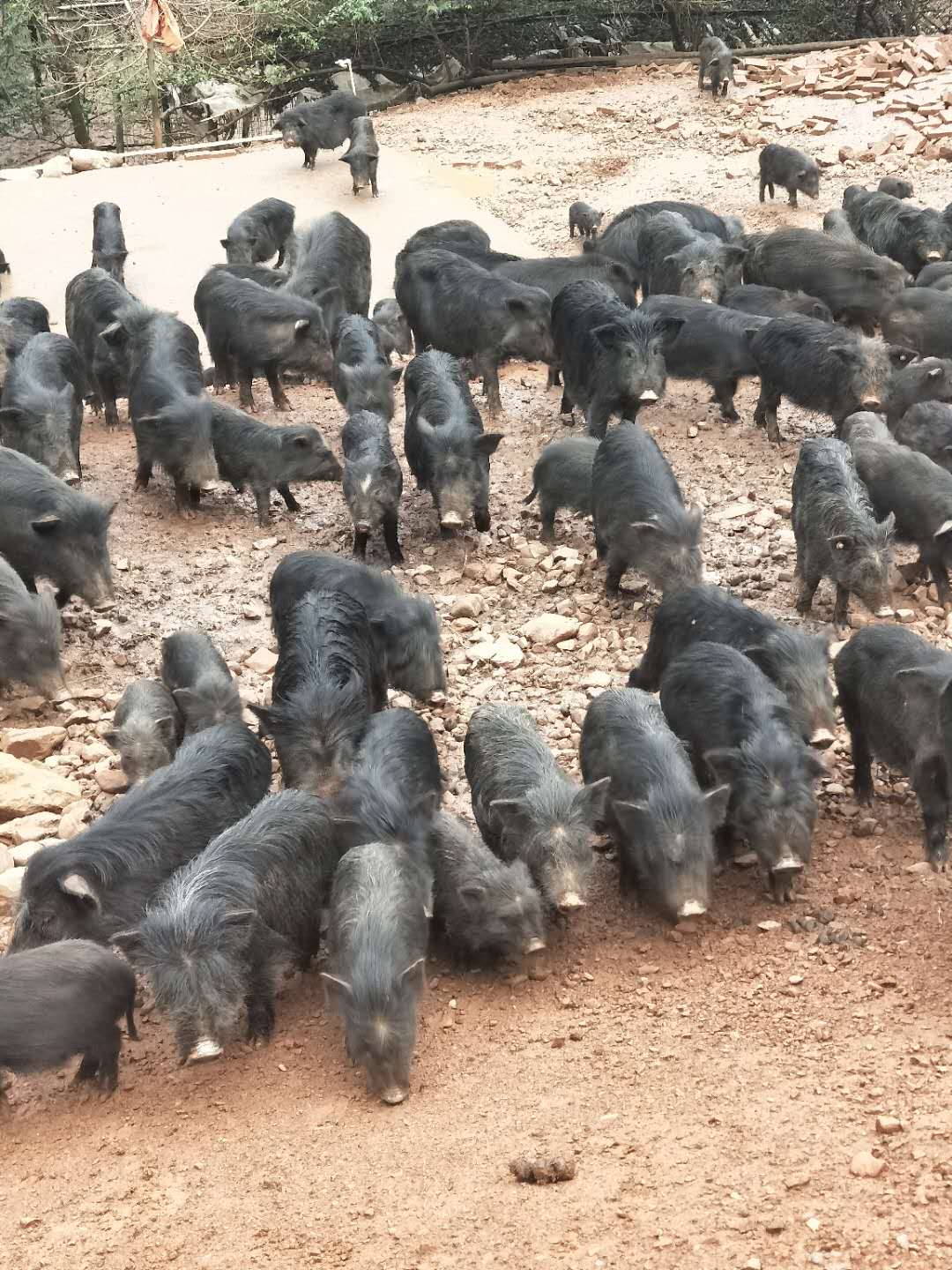 广东佛山市特种藏香猪与纯种藏香猪的不同
