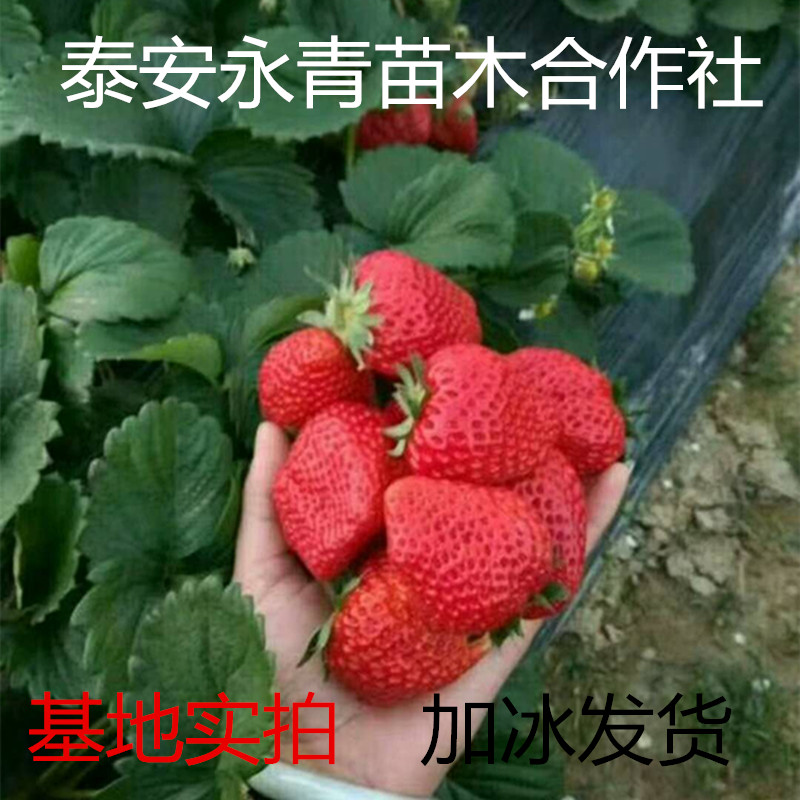 法兰地草莓苗批发基地
