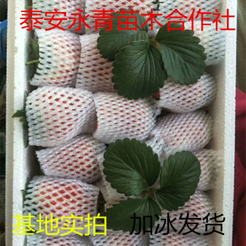 妙香七号草莓苗批发较新价格