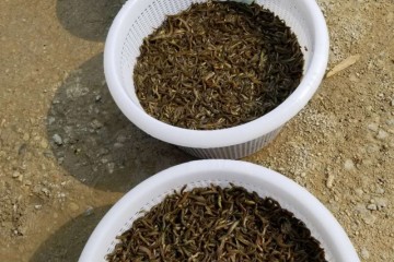 湖南泥鳅反季节养殖及稻田的养殖