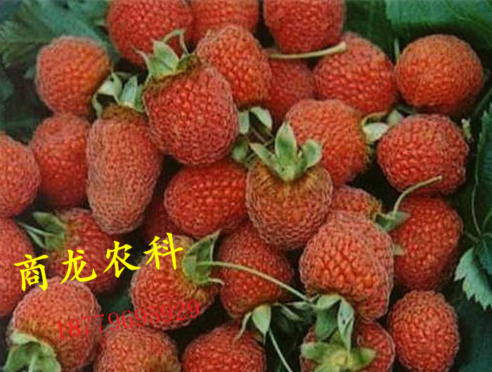 遂川县商龙农科供应特色水果八月瓜苗