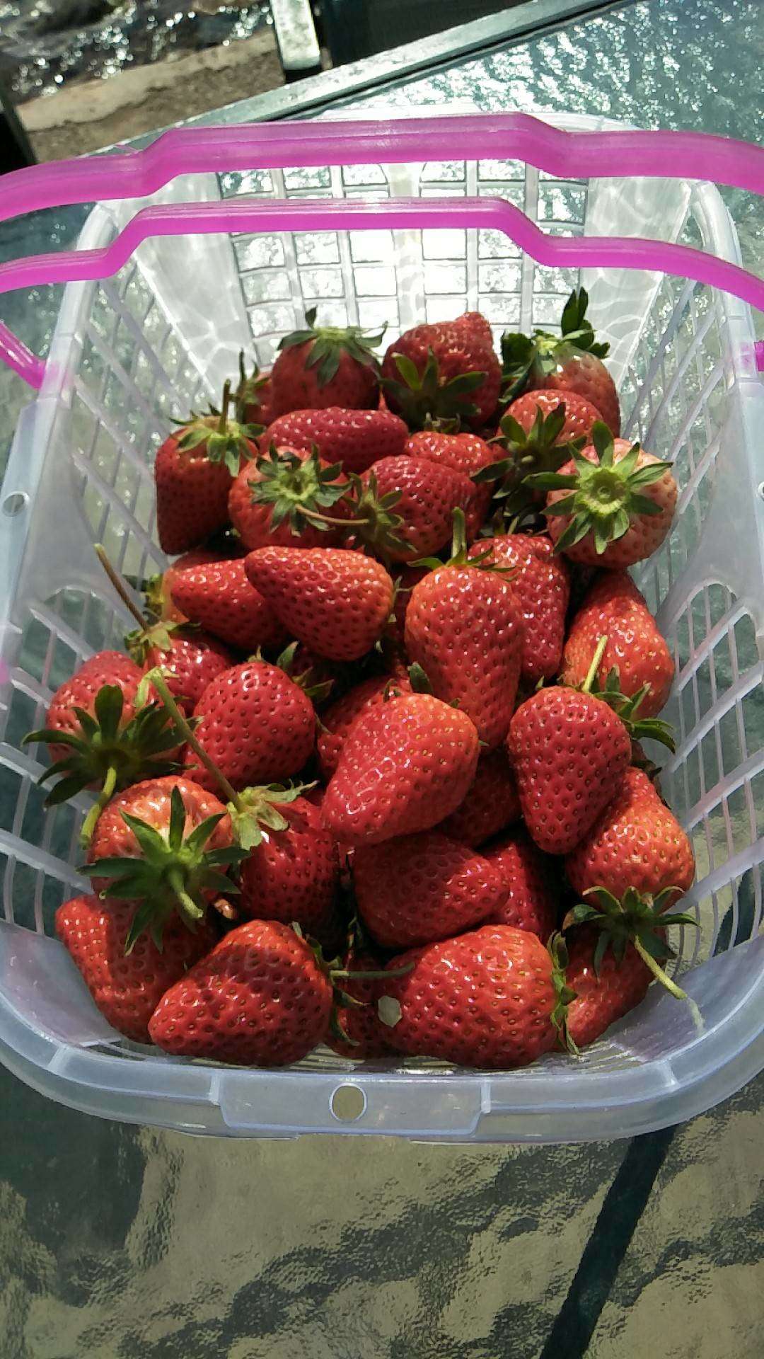 红颜草莓苗价格一棵