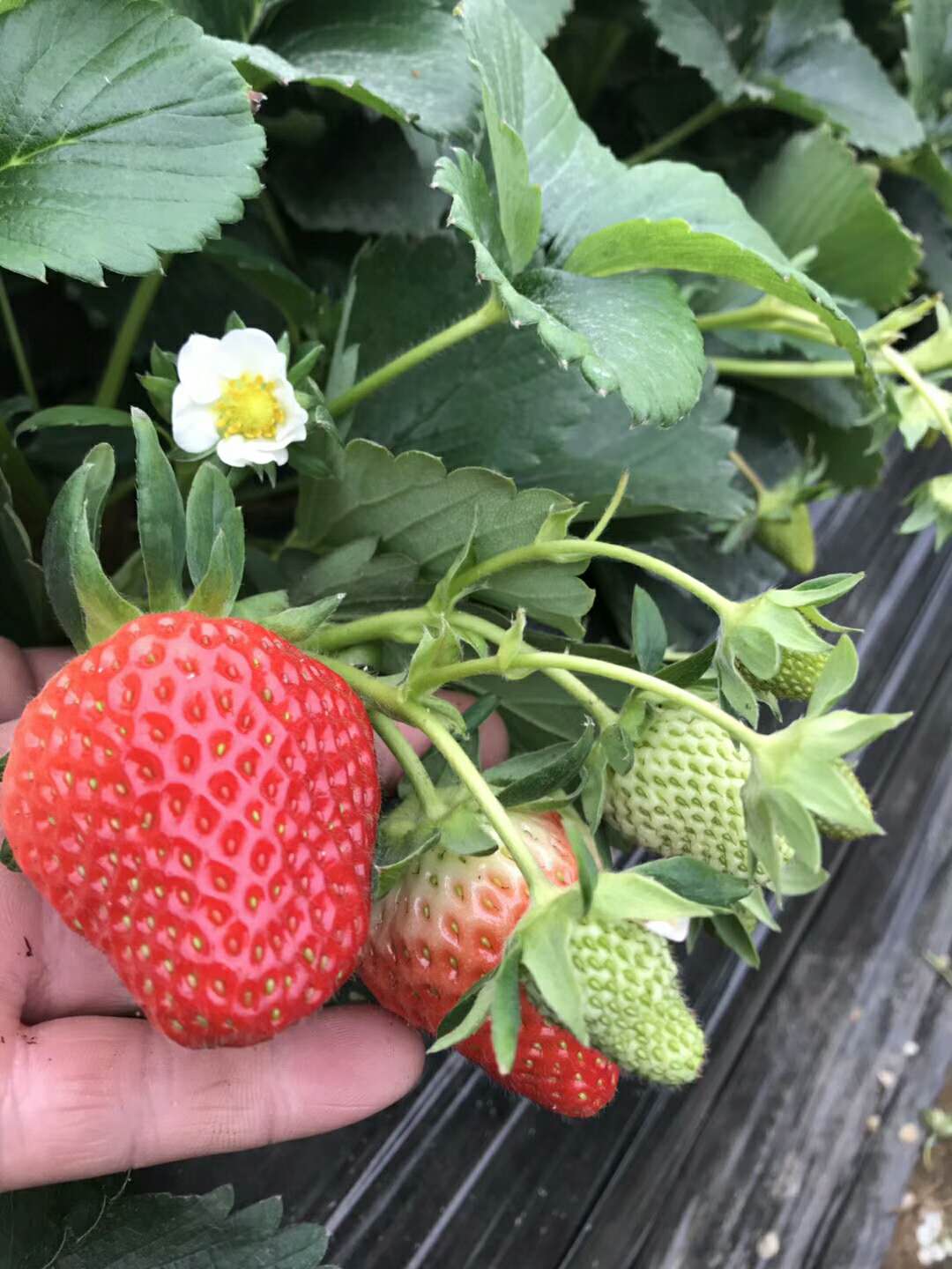 供应优质红颜草莓苗