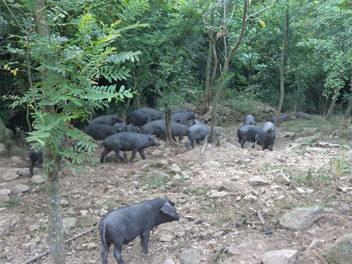 北京黑猪养殖价格