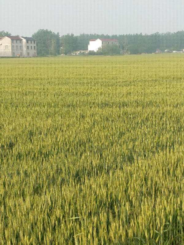 小麦种植，利农种植农民专业合作社